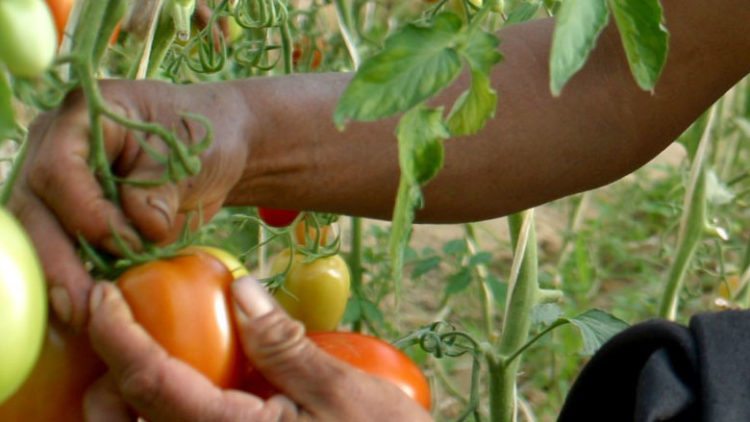 Mujeres agricultoras, Un factor de desarrollo