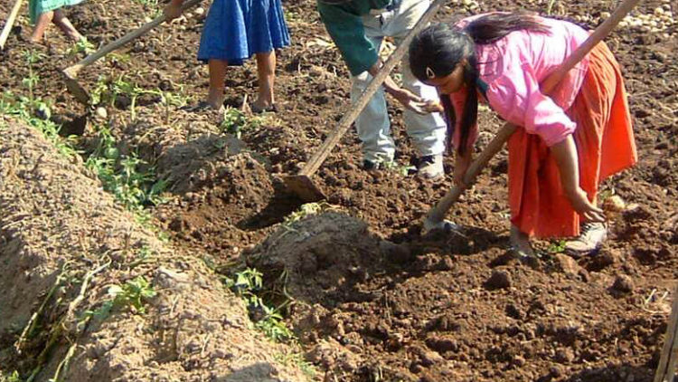 El 70% de los alimentos provienen de agricultura familiar