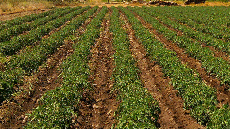 El PIB agrícola se mantiene cerca del 14%
