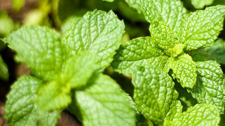 Cultivando hierbas y plantas aromáticas en casa